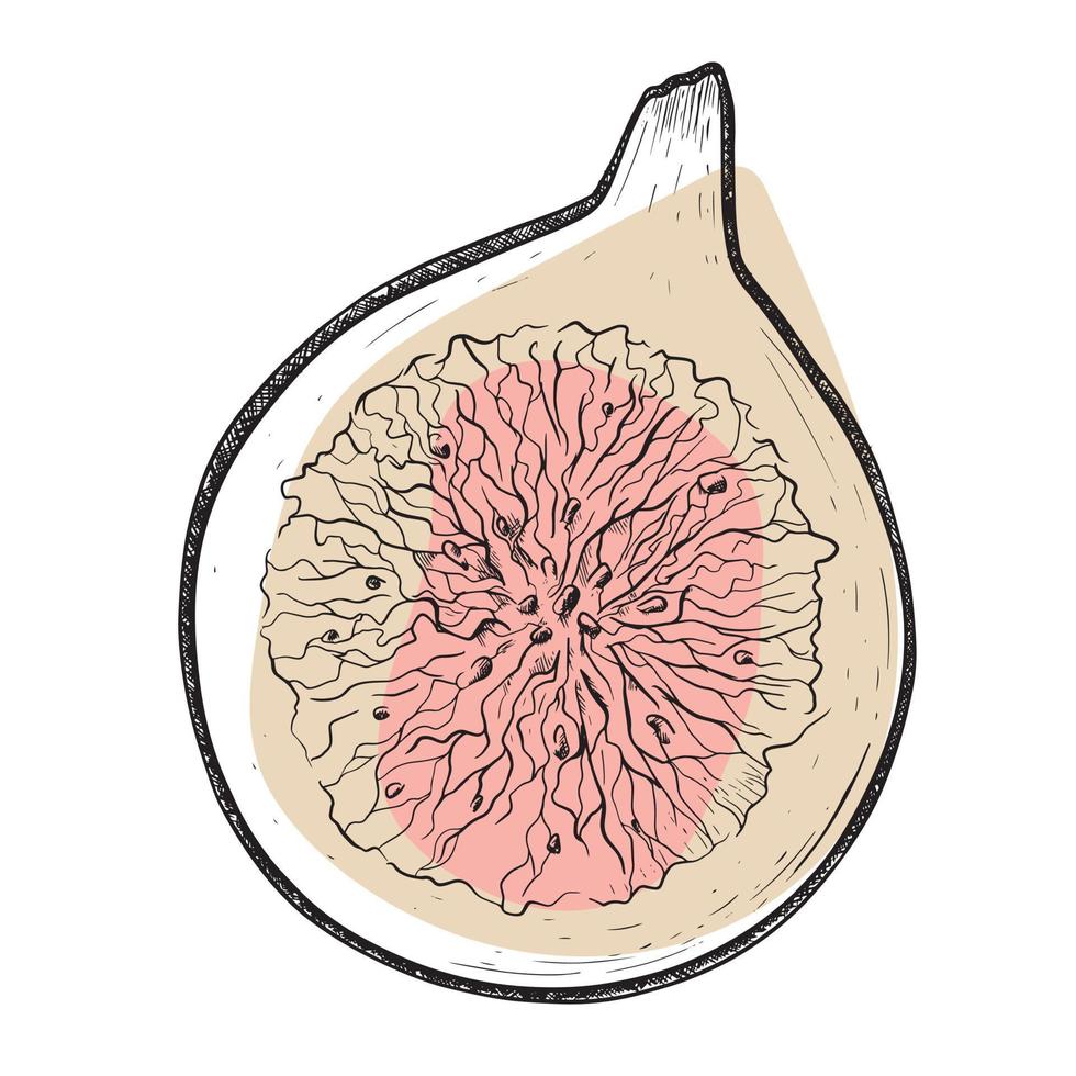 Half a ripe fig fruit with seeds. Vector isolated freehand sketch illustration.