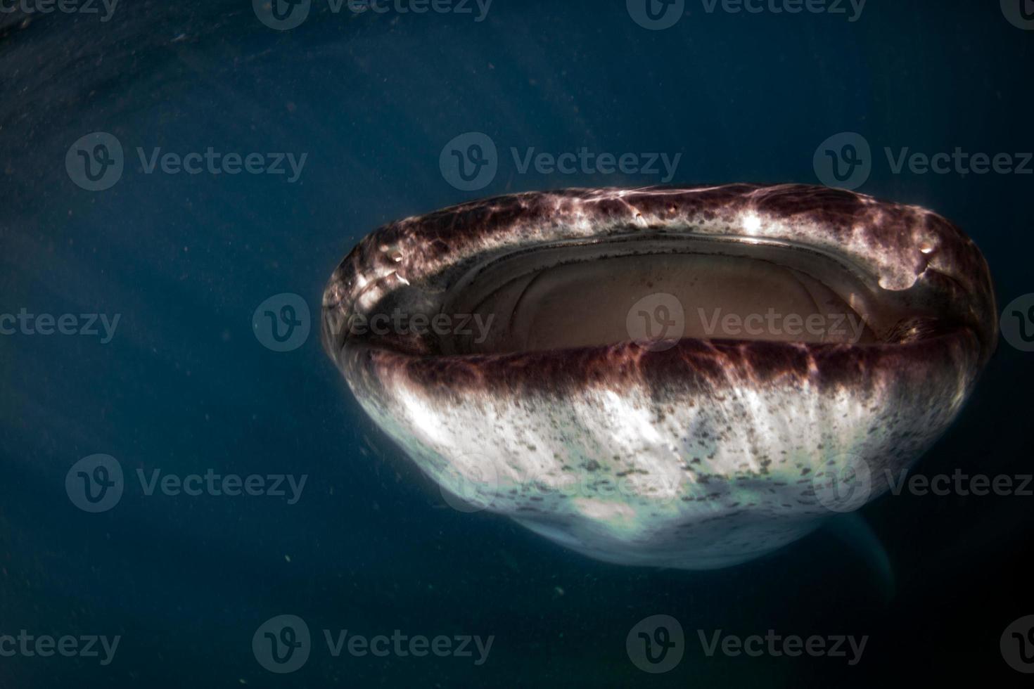 tiburón ballena de cerca retrato submarino comiendo plancton foto