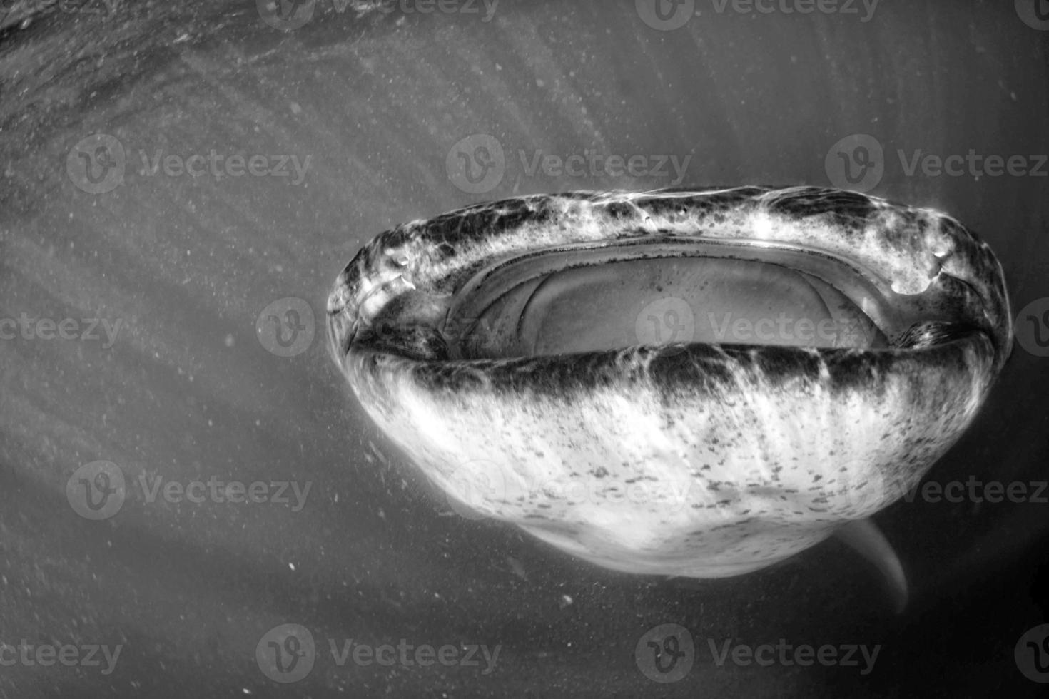 Whale Shark close up underwater portrait eating plancton 20211674 Stock