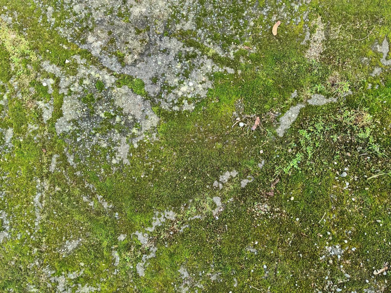 Detailed close up view at different moss textures on a forest ground photo