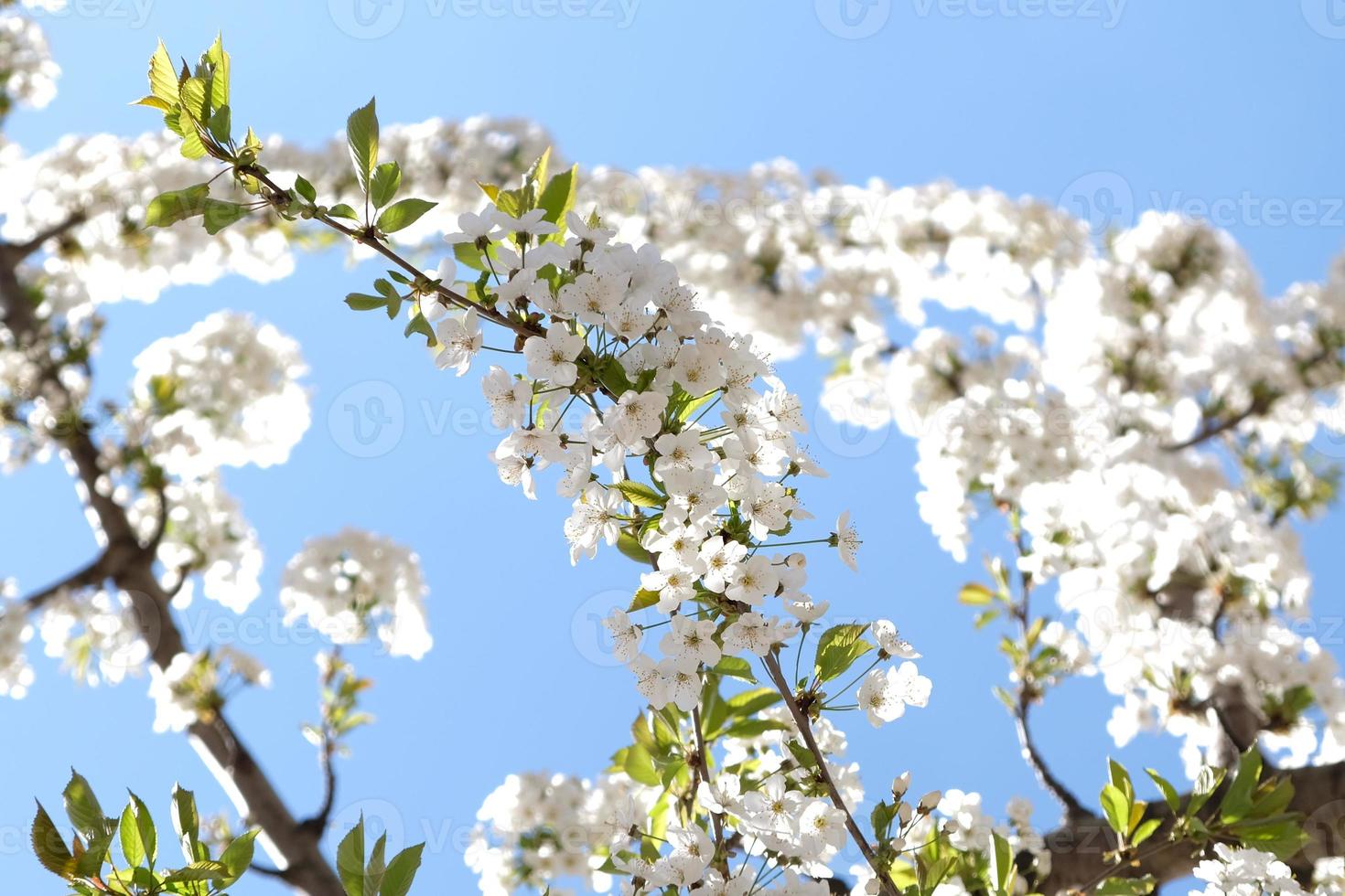 Branch of blooming white flowers of cherry plum tree in early spring. Amazing natural floral spring banner or greeting card, postcard, poster. Selective focus photo