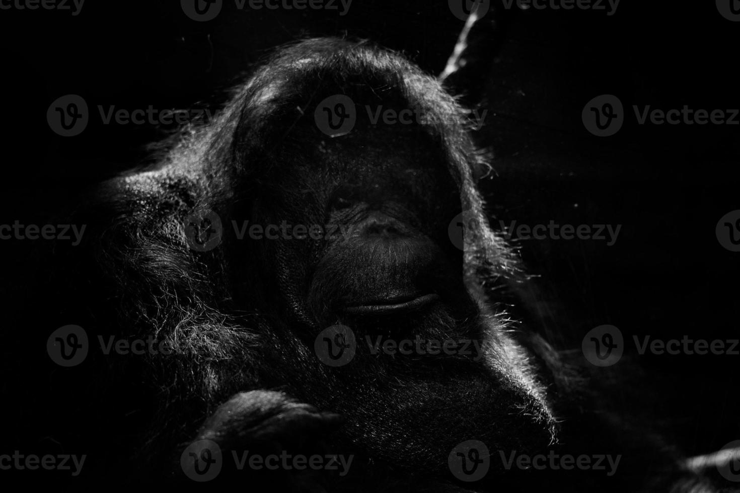 orangutan monkey close up portrait photo