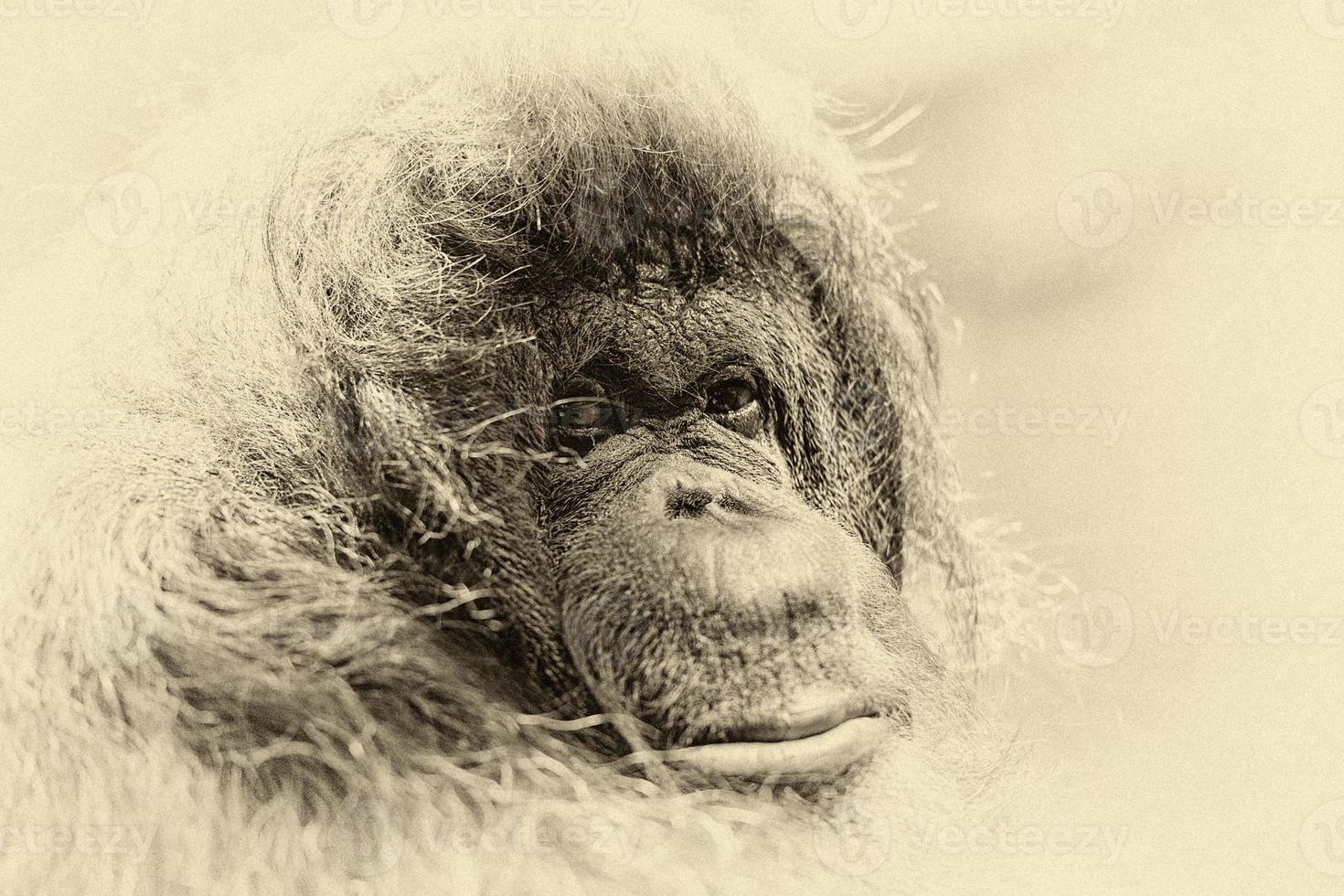 orangutan monkey close up portrait photo