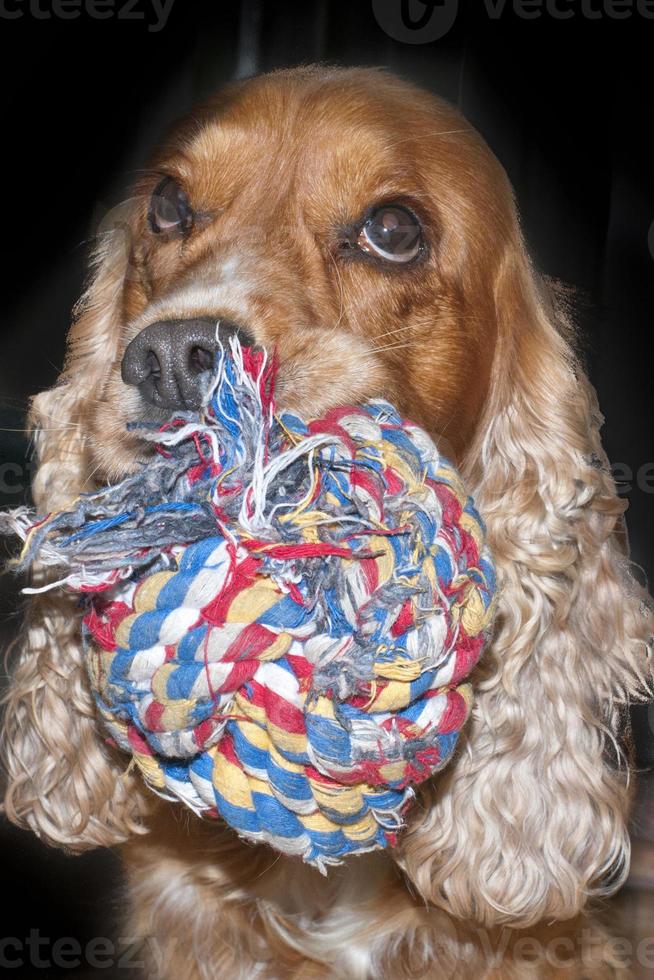 A young cocker spaniel looking at you with ball game photo