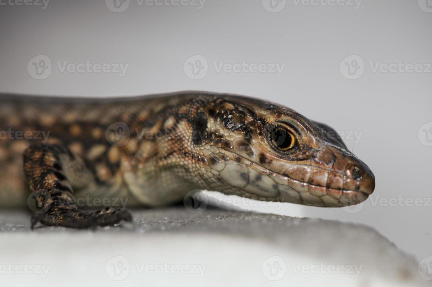 A lizard while looking at you macro photo