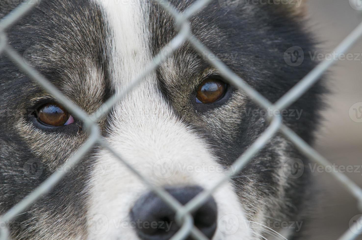 A dog look at you through metallic grill in Svalbard photo