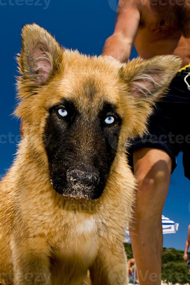 un dorado perro perrito con increíble azul ojos mientras mirando a usted en el azul mar antecedentes foto