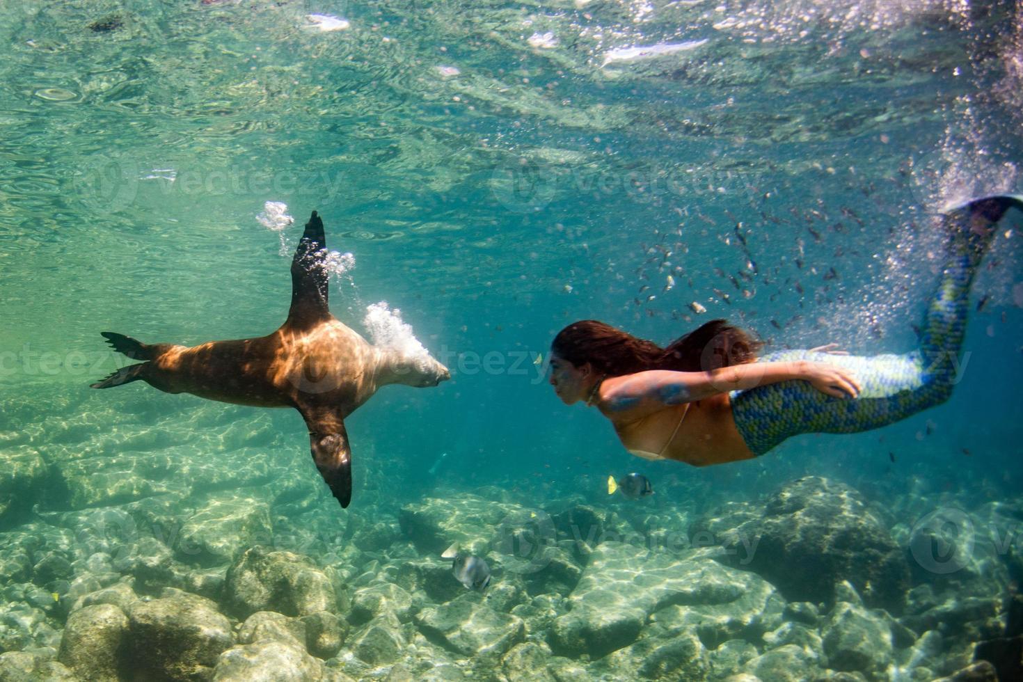 Mermaid swimming underwater in the deep blue sea with a seal photo