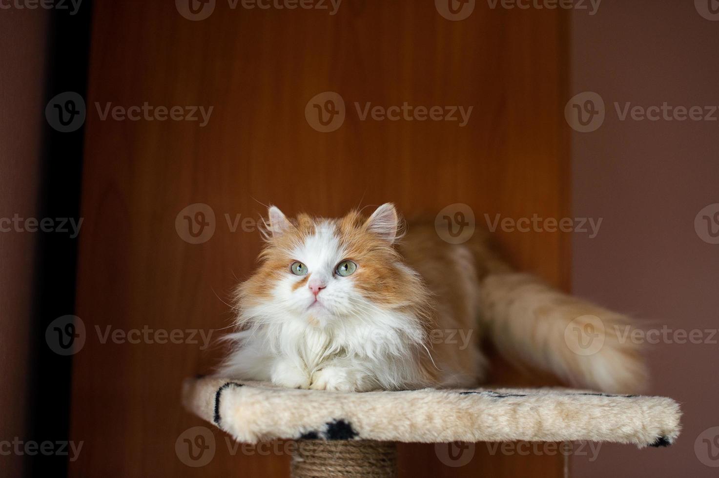 Domestic young fluffy white-red Persian cat lies on a scratching post and looks away photo