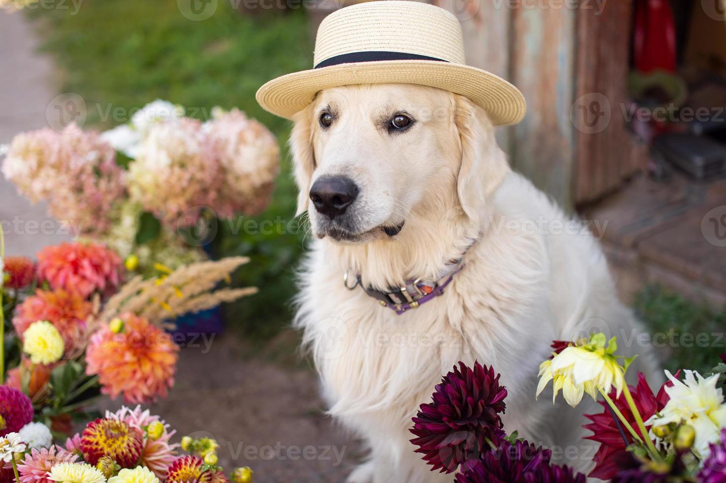 A white Labrador retriever sits with a hat on his head photo