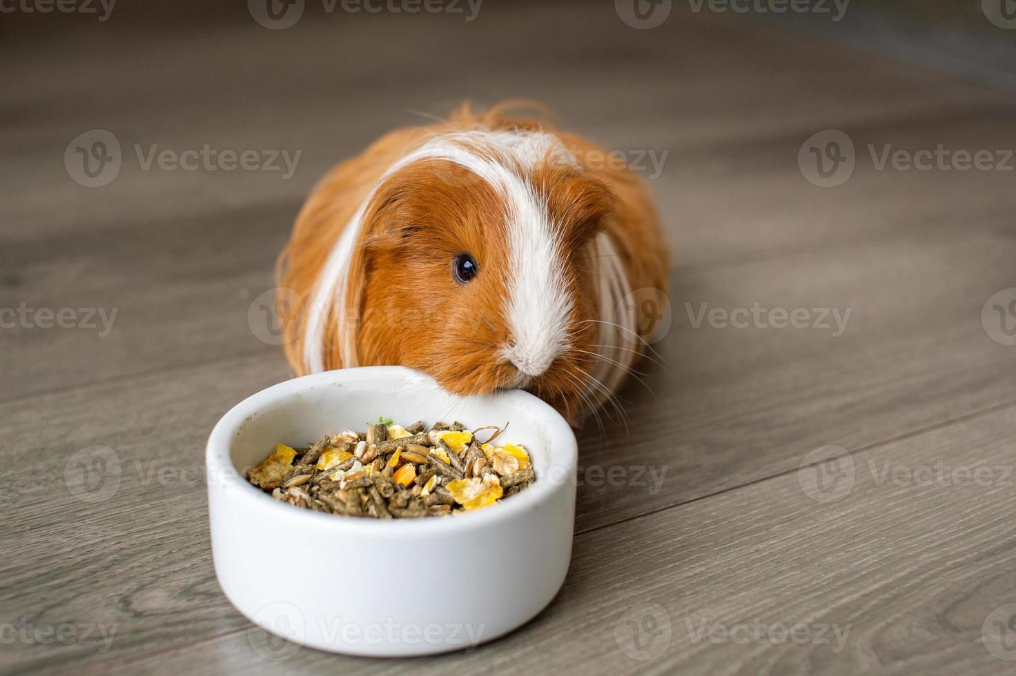 A long-haired guinea pig is sitting on the floor near a plate of food photo