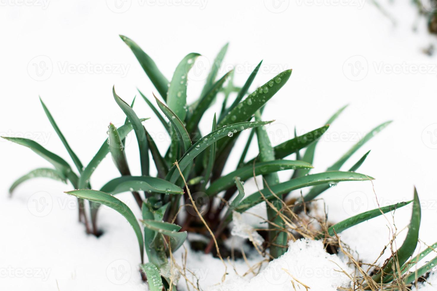 Green leaves with raindrops, making their way out from under the snow photo