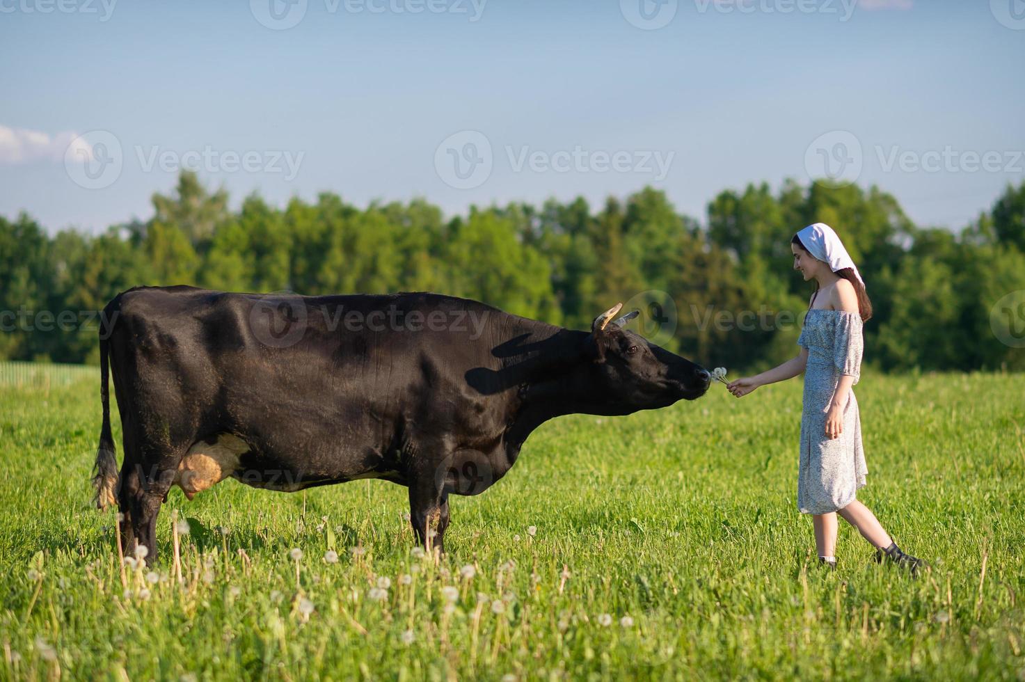 A young girl in a cow pasture is standing in a dress and a kerchief , looking at a cow photo