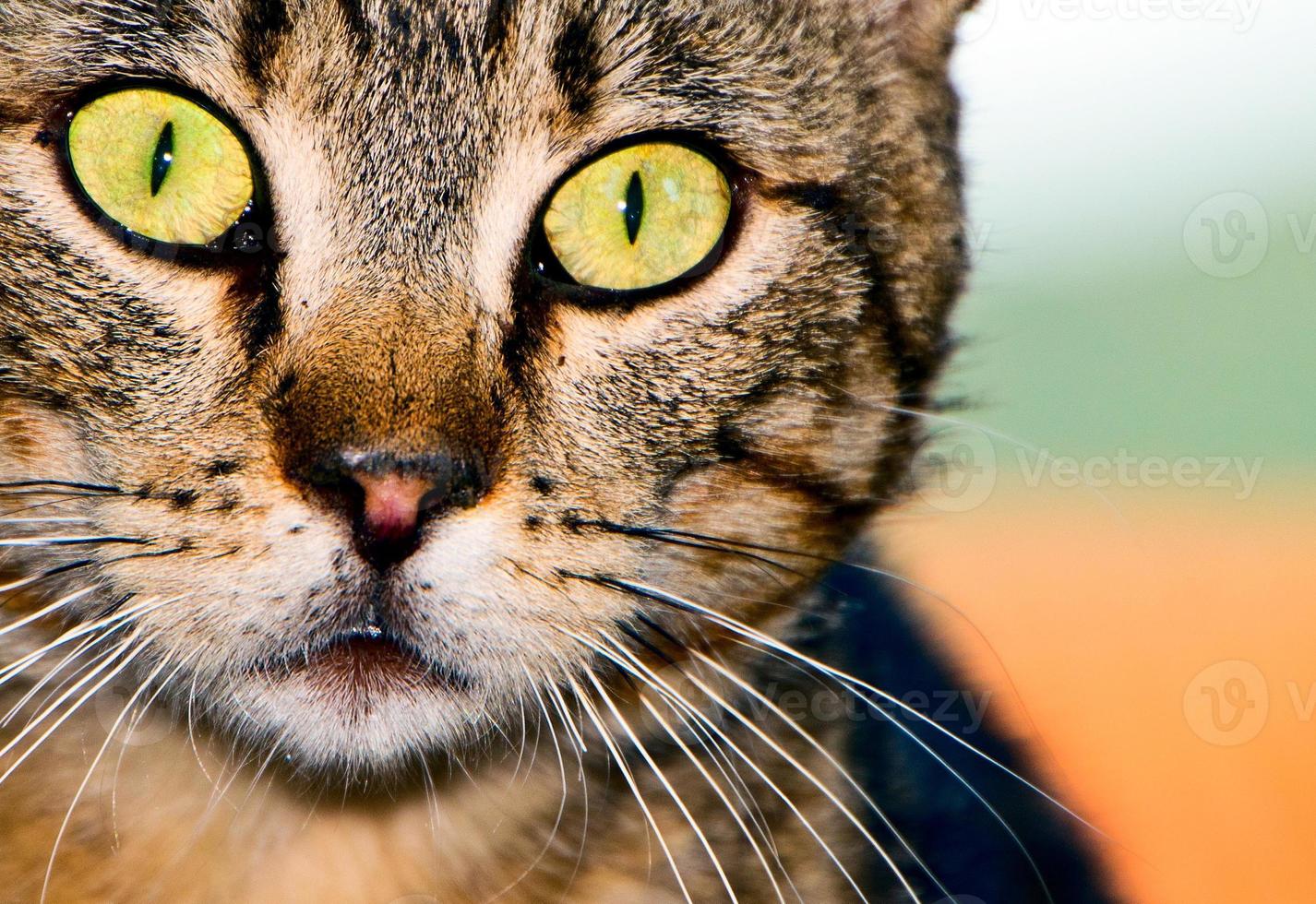 gato con grande amarillo ojos mirando a usted en un naranja y verde antecedentes foto