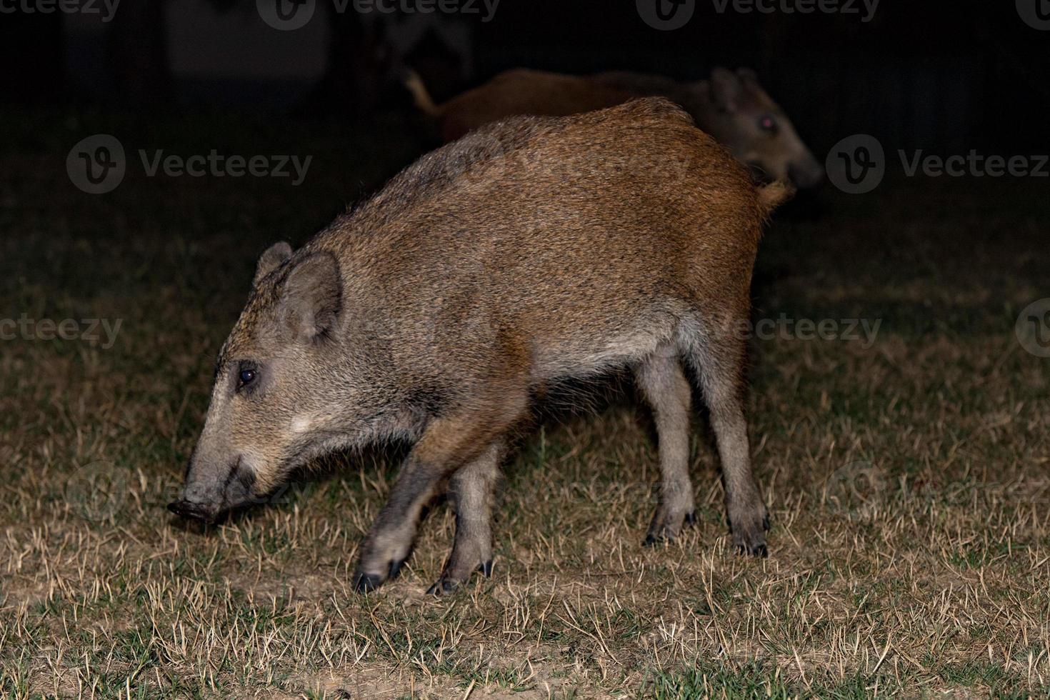 recién nacido perrito joven salvaje Jabali comiendo un pan a noche foto