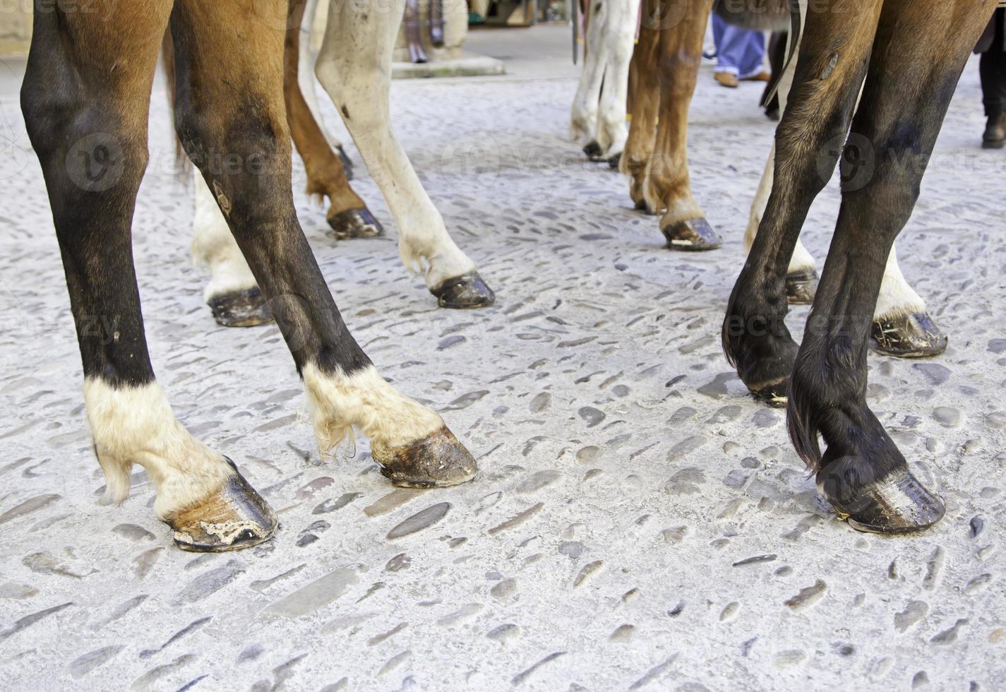 Horses legs in street photo