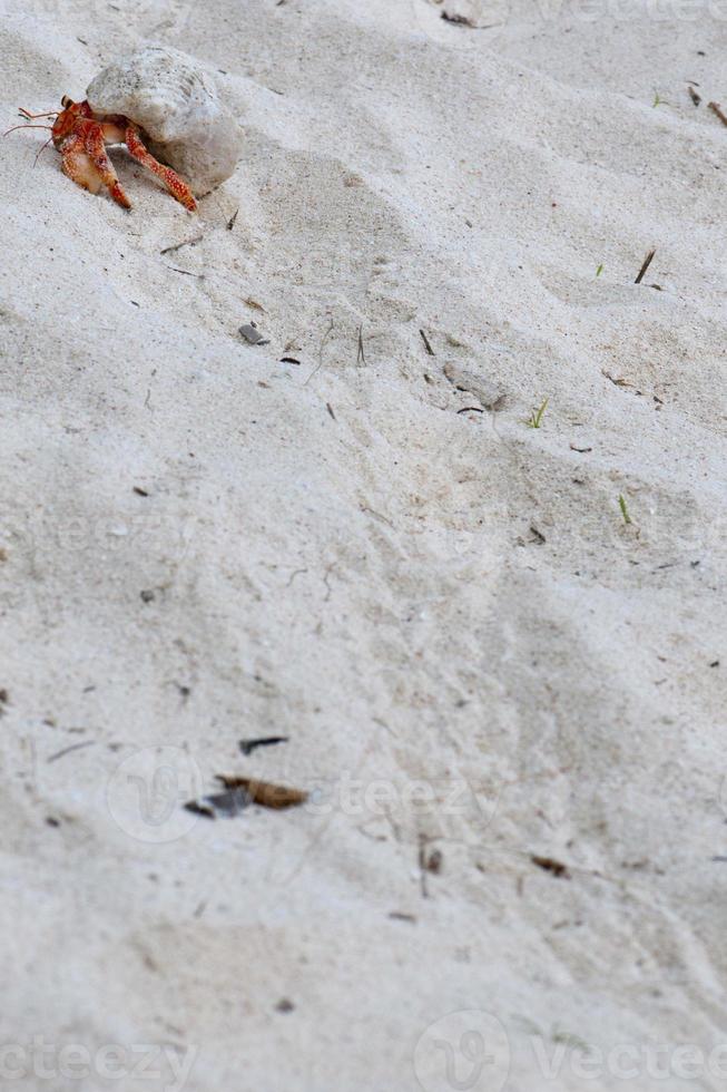 Hermit crab on white sand tropical paradise beach photo