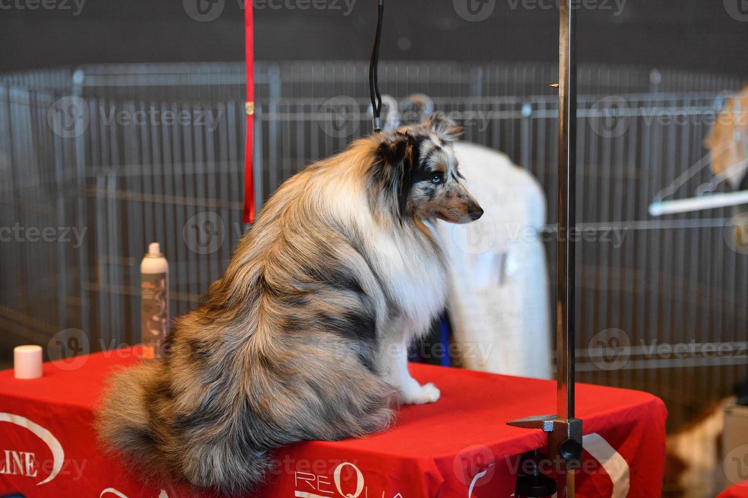 GENOA, ITALY - MAY 21 2016 - Annual public international dog show photo