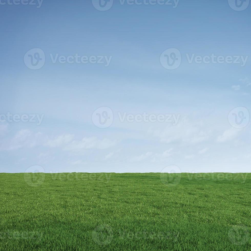 Green meadow grass with blue sky background.3d rendering photo