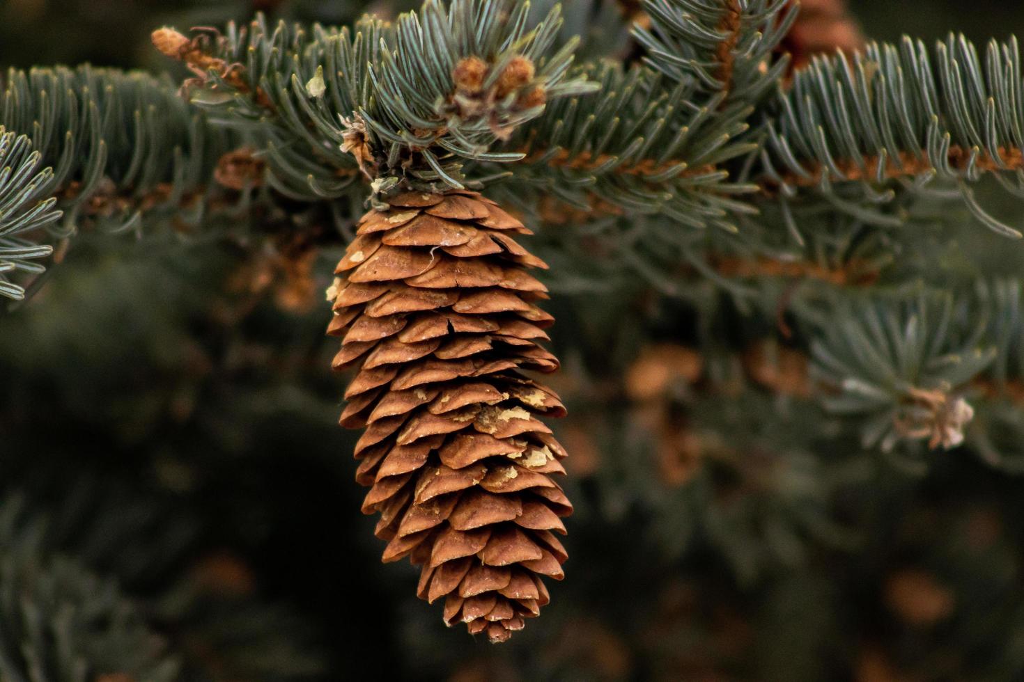 Pinecone hanging in tree photo