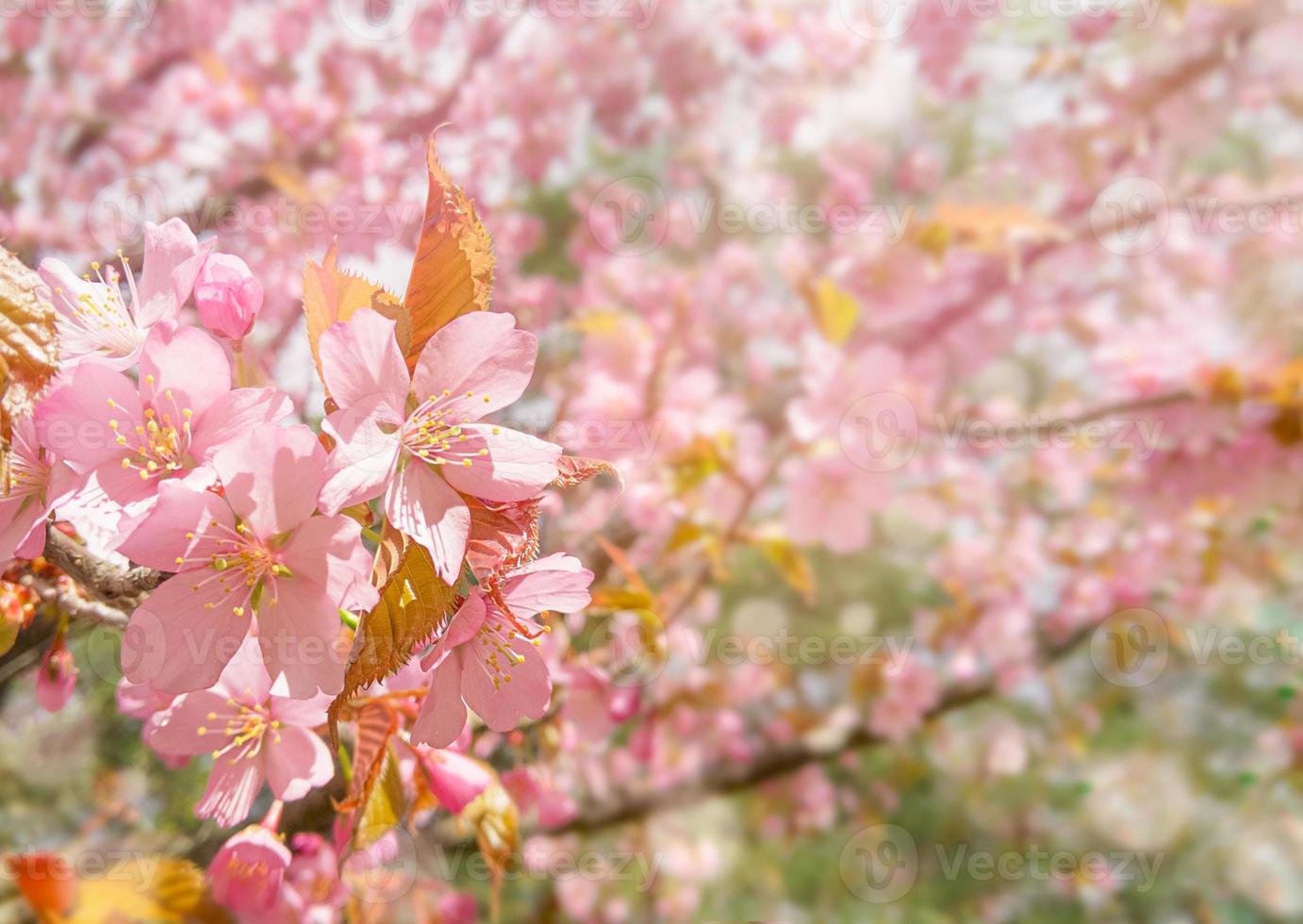 Pink cherry tree blossom with sun rays photo