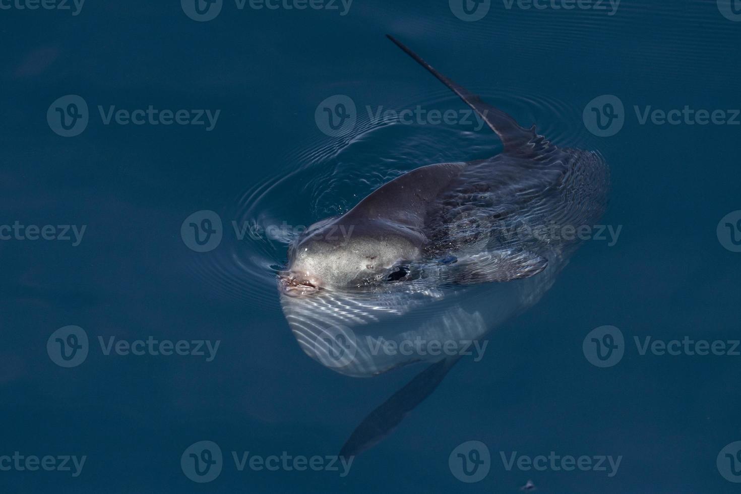 pez luna en la superficie del mar mientras come medusas velella foto