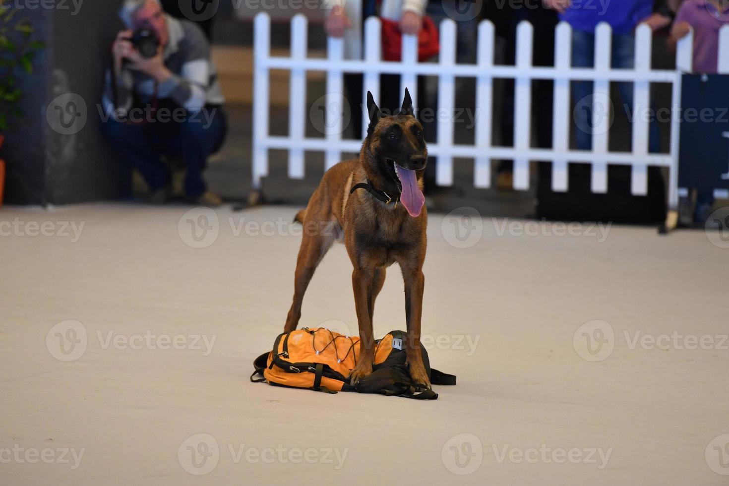 GENOA, ITALY - MAY 21 2016 - Annual public international dog show photo