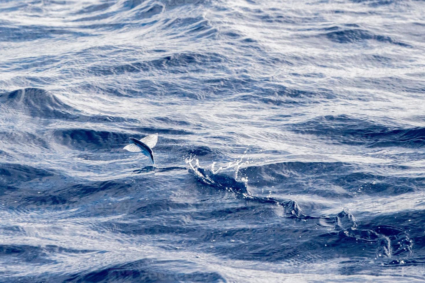 Flying Fish over blue ocean photo