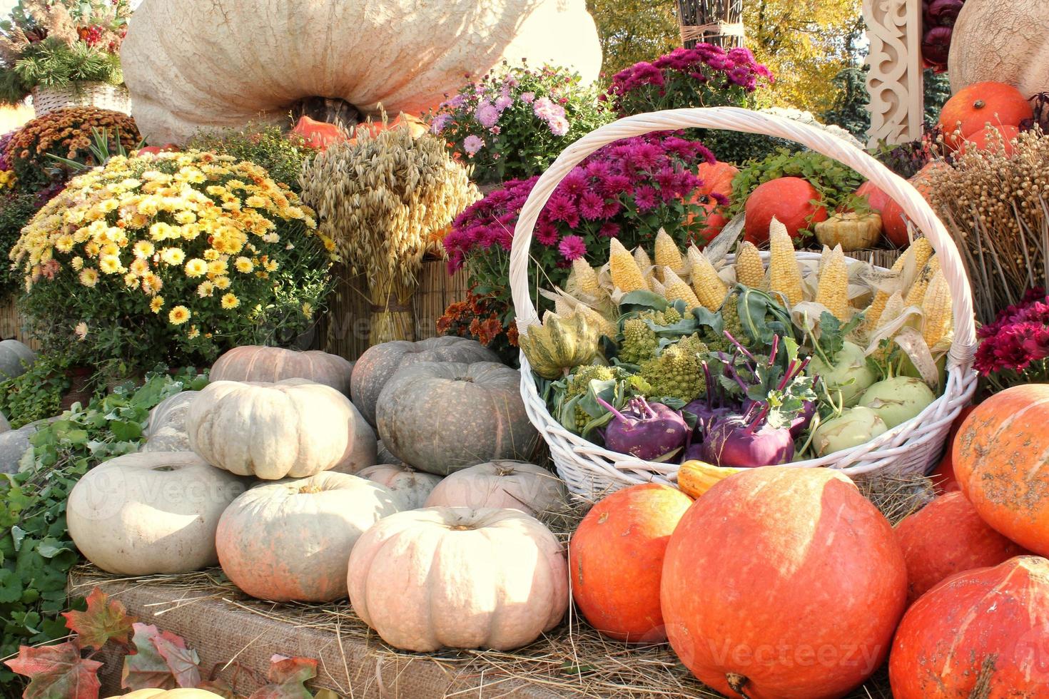 Colourful organic pumpkins and vegetables in basket on agricultural fair. Harvesting autumn time concept. Garden fall natural plant. Thanksgiving decoration. Festive farm rural background. Vegan food. photo