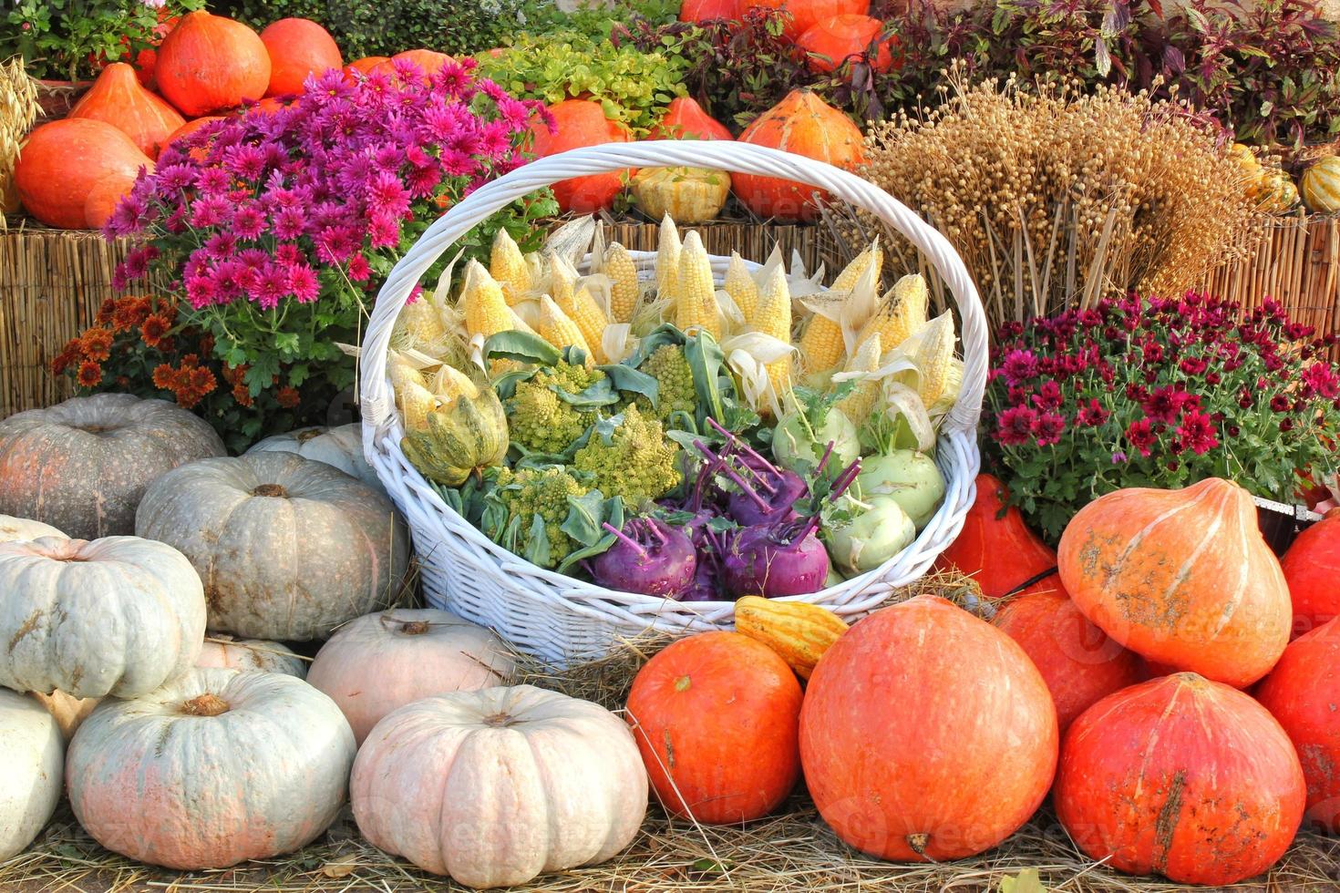 vistoso orgánico calabazas y vegetales en cesta en agrícola justo. cosecha otoño hora concepto. jardín otoño natural planta. acción de gracias decoración. festivo granja rural antecedentes. vegano alimento. foto