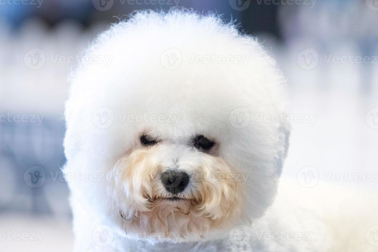 Funky Poodle white dog portrait looking at you photo