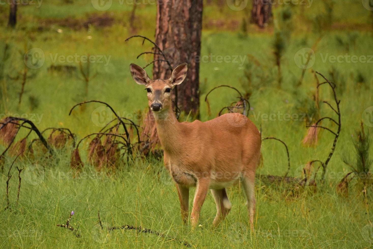 Looking into the Face of a Startled Doe photo