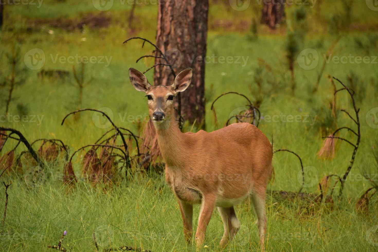 Lovely Deer Lined Up in the Sights at Twilight photo