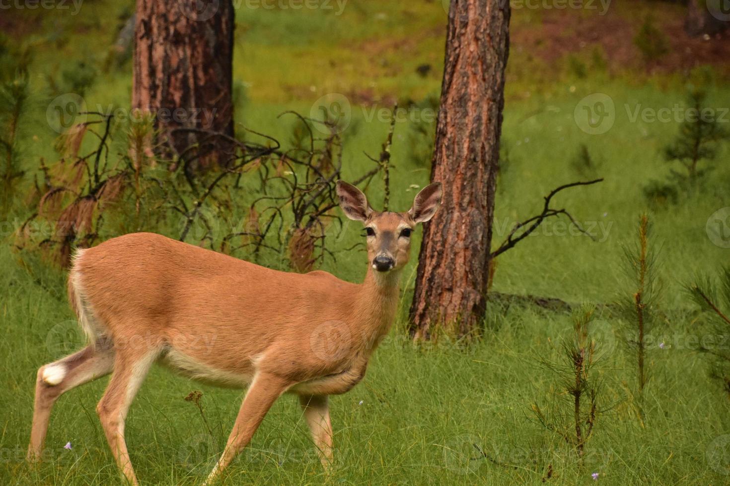 Beautiful Doe Standing in a Woodland Grove photo