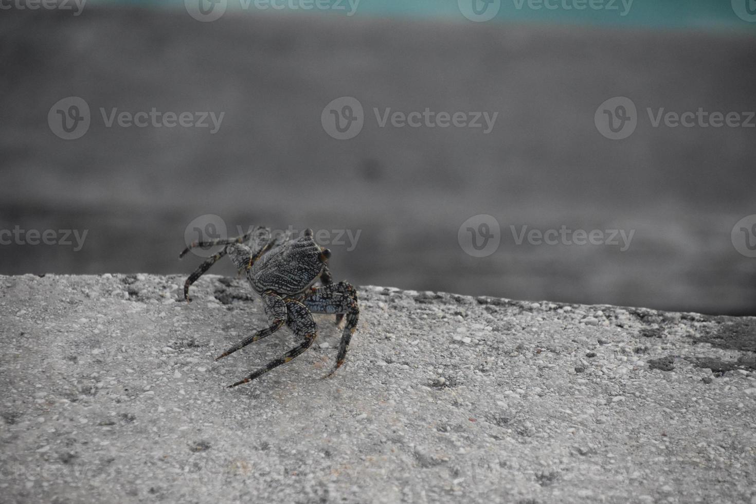Crab Crawling Across a Rock in Aruba photo