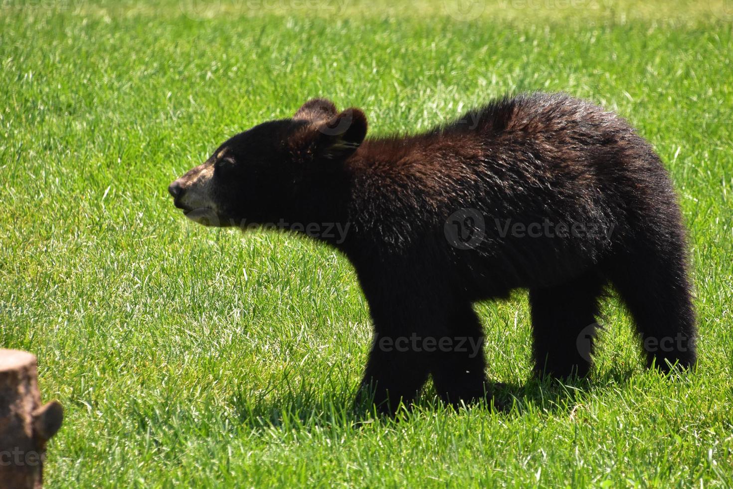 Tentative Black Bear Cub Stepping Foward Cautiously photo