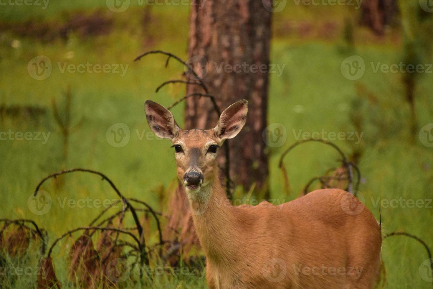 Amazing Look Directly into the Face of a Doe photo