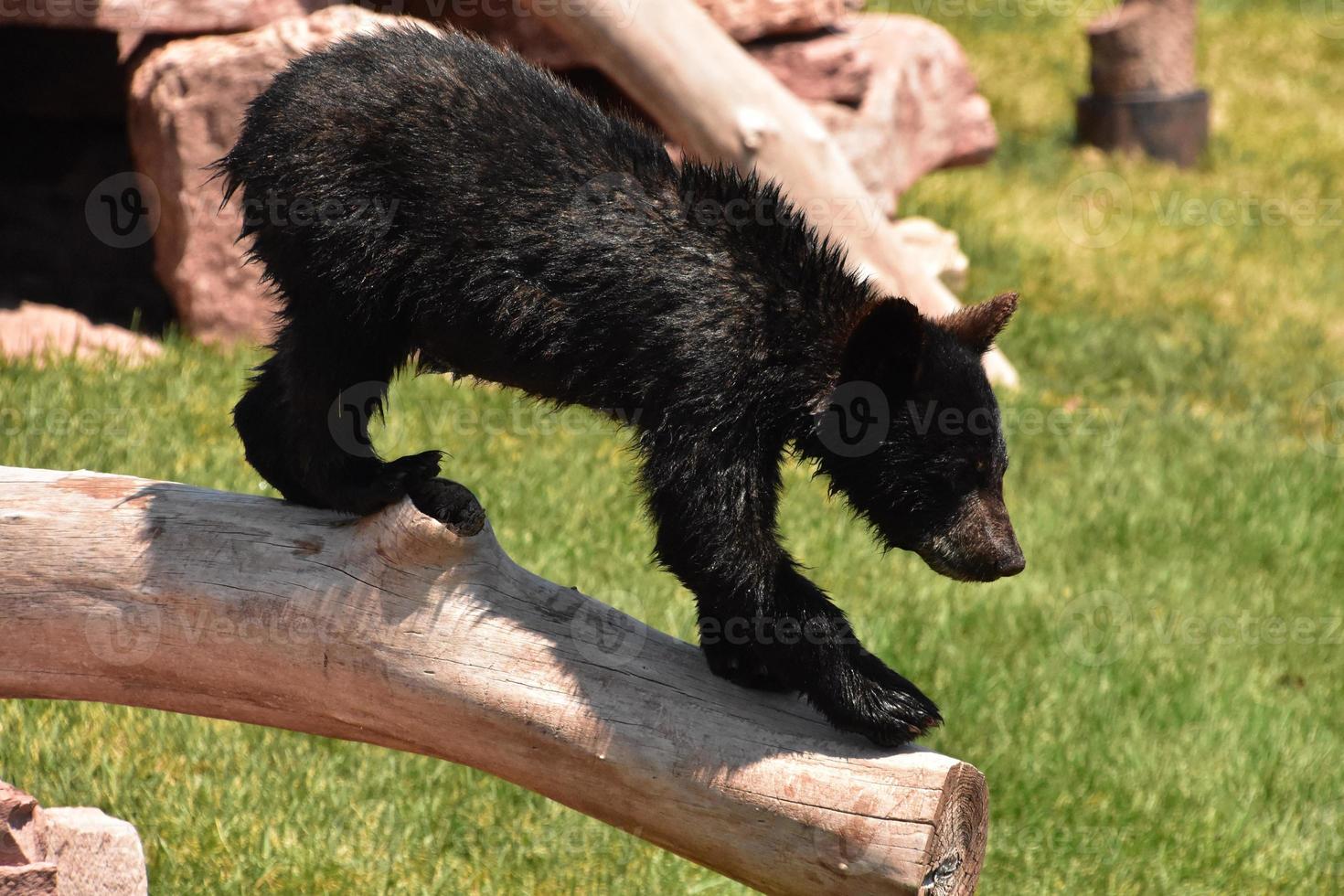 Small Black Bear Cub on a Log Ready to Jump photo