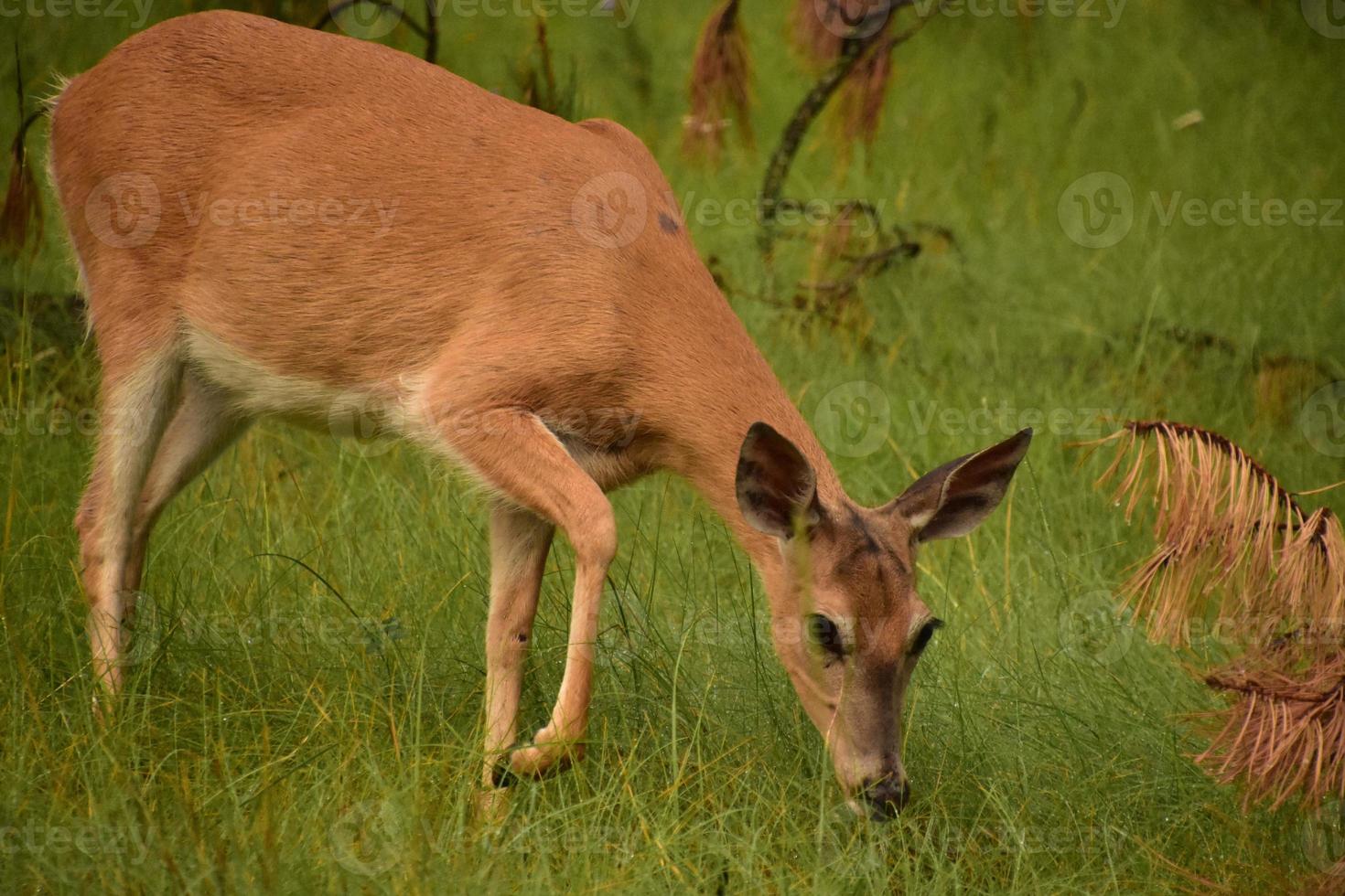 Close Up of a Large Grazing Deer photo