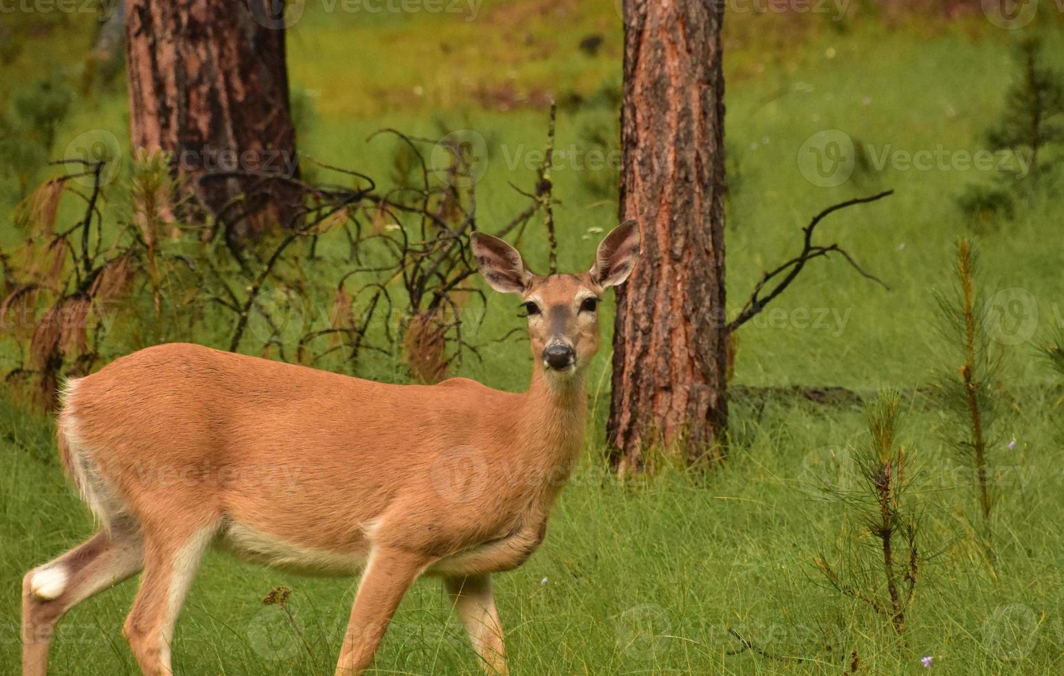 Stunning Look into the Face of a Deer photo