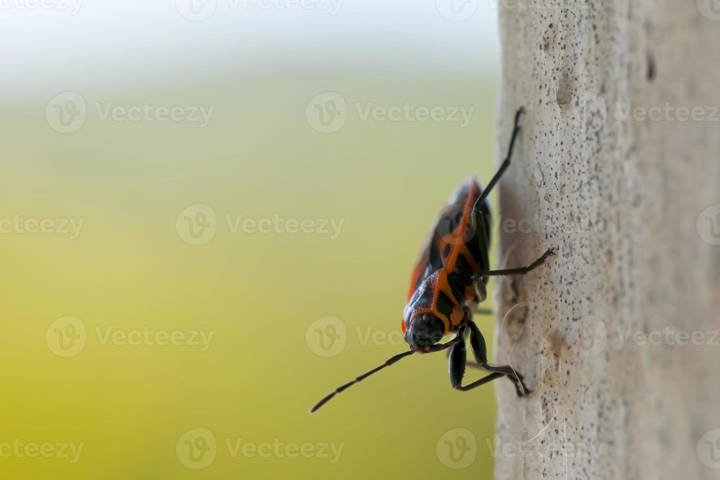 A black and red insect like an african tribal mask photo