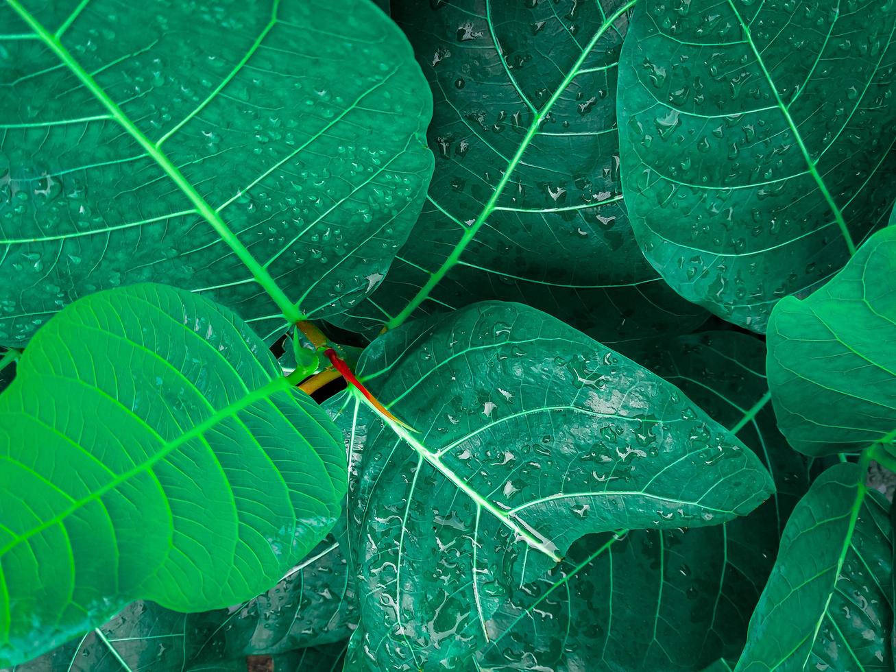 Green leaves that are wet because they were splashed by rainwater, close up photo