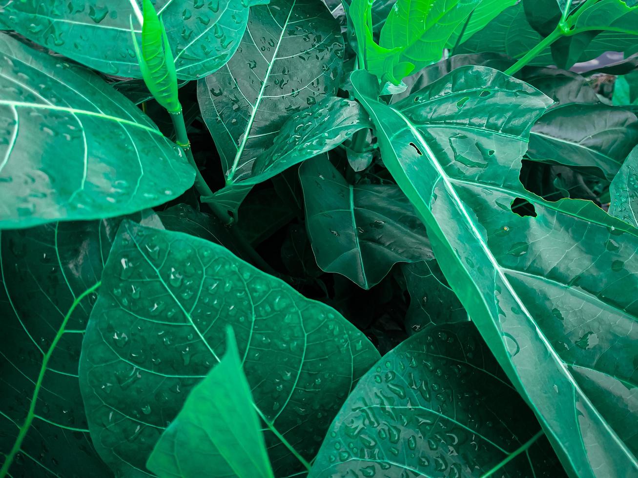 Green leaves that are wet because they were splashed by rainwater, close up photo