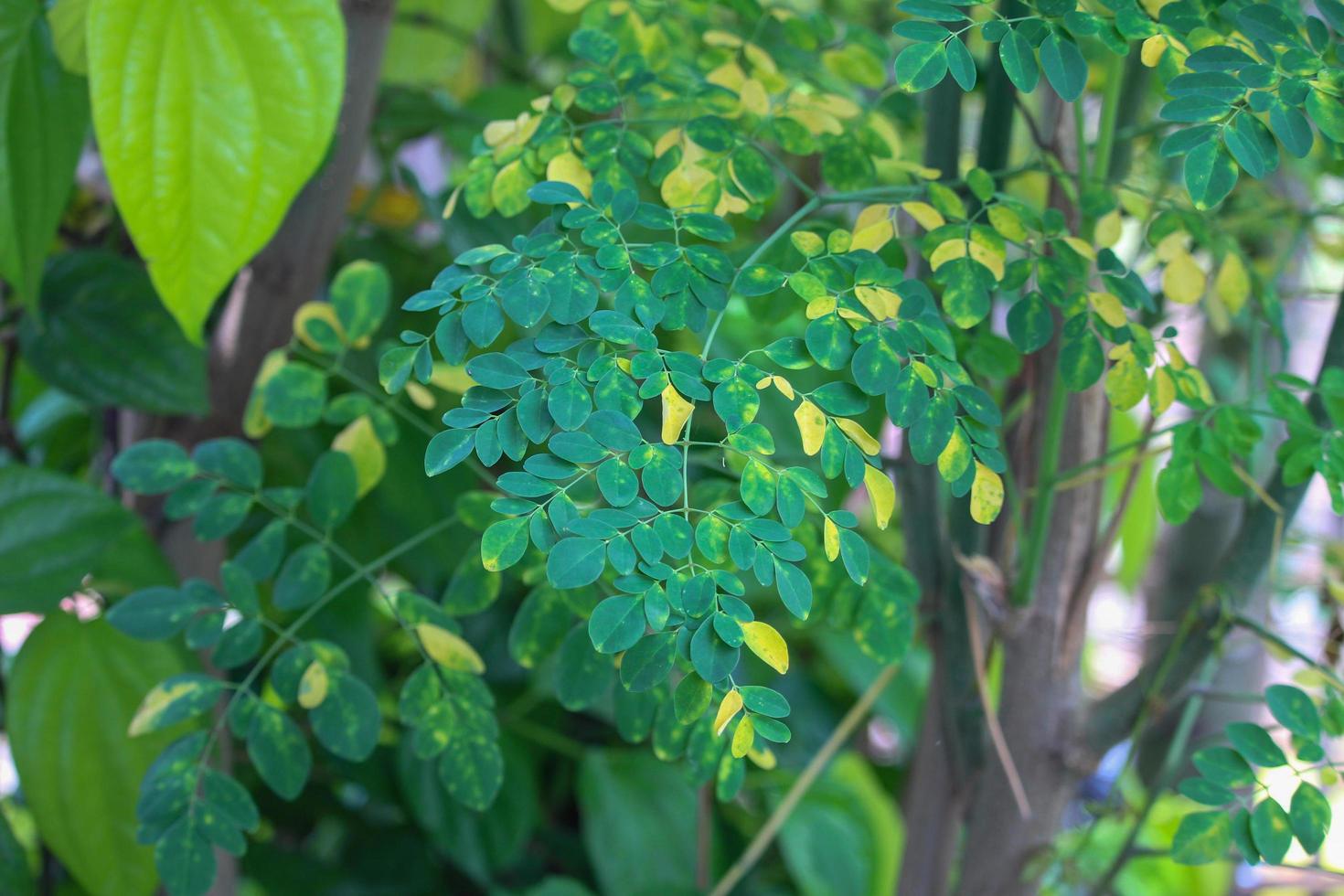 Landscape photo of green plants of Moringa leaves and betel leaves in the tropical regions of Indonesia and Asia