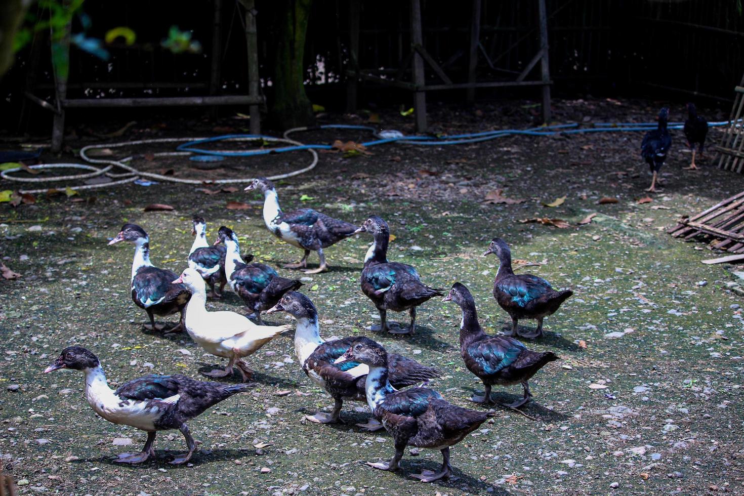 a flock of ducks cairina moschata  walking in the backyard photo