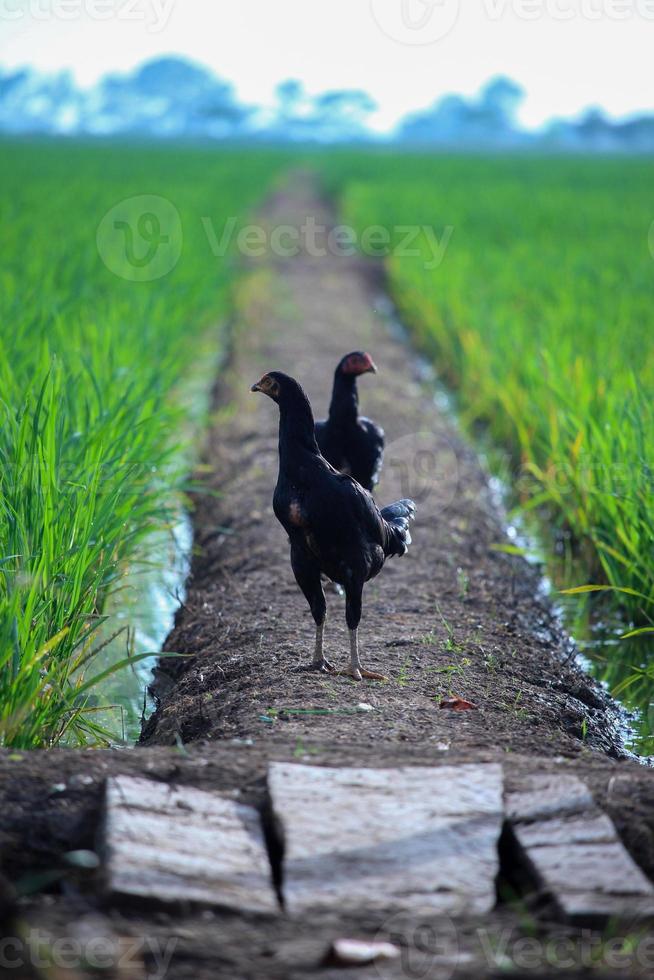 A black hen standing on a small road in the middle of a green expanse of rice plants photo