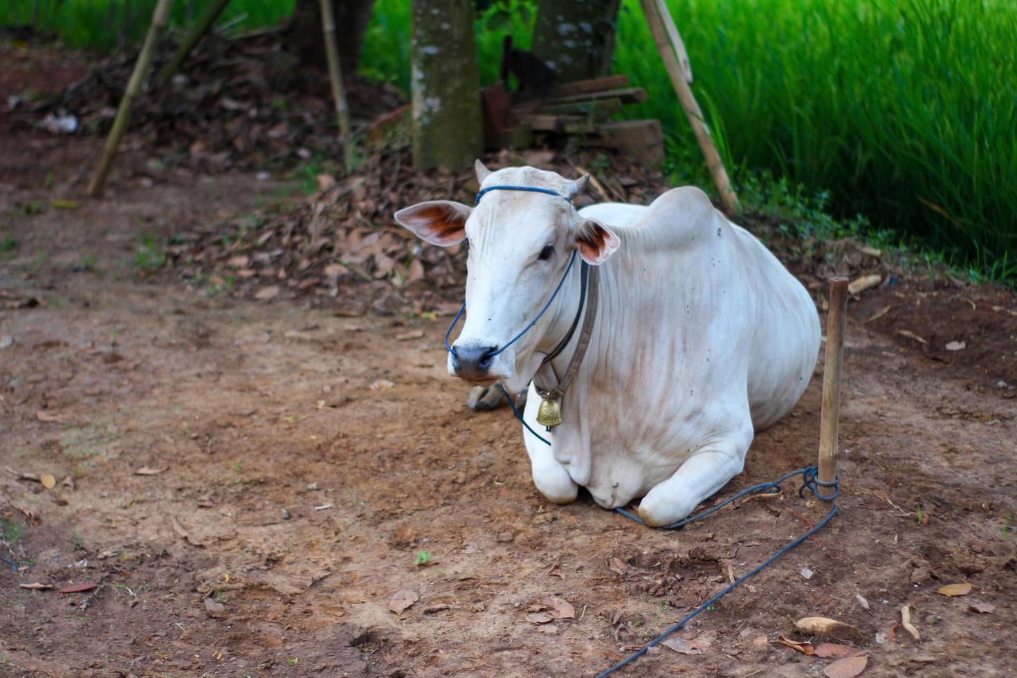 A white cow resting on the ground with a rope around its neck in indonesian village photo