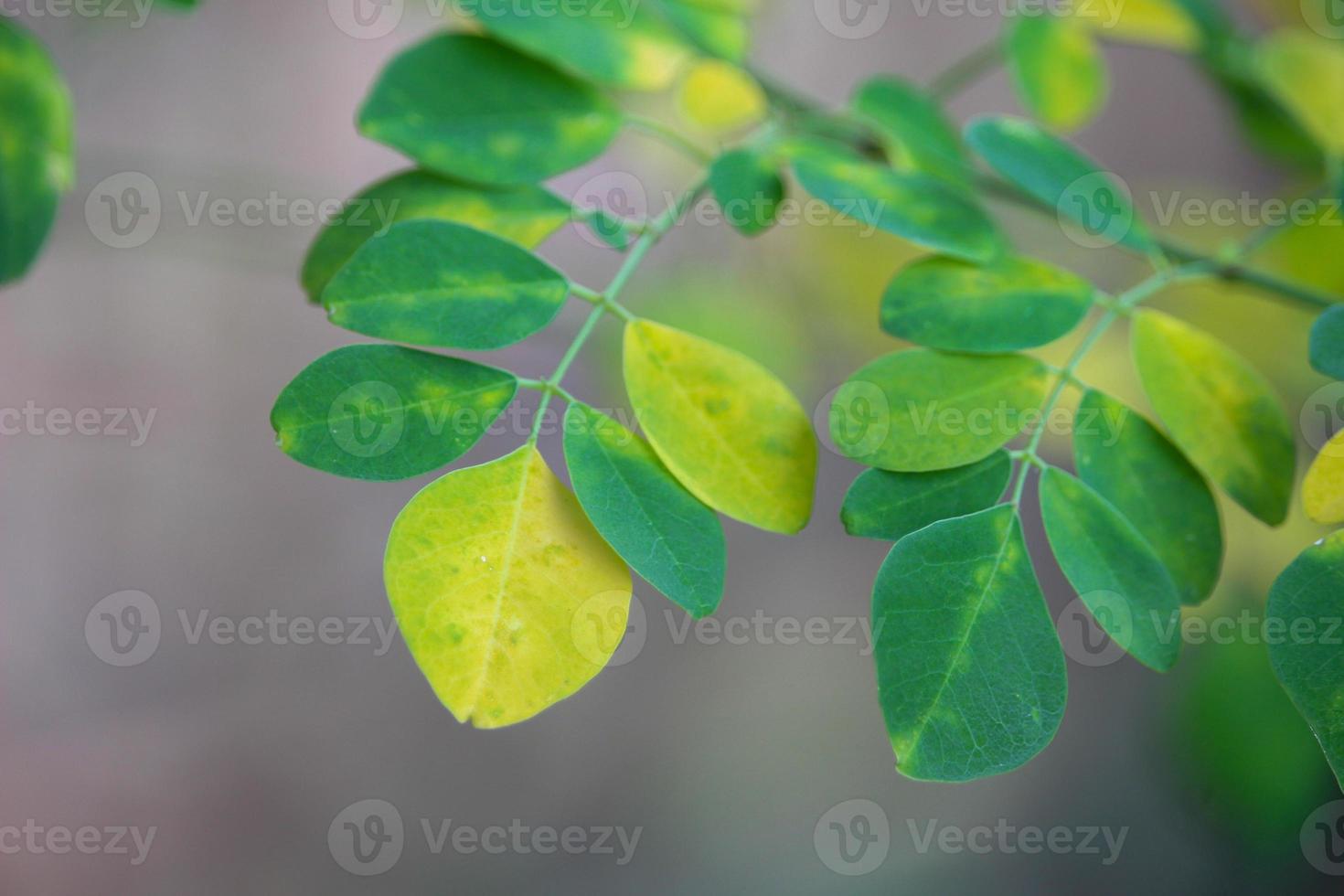 Macro photo of green plant of Moringa leaves in the tropics of Indonesia and Asia