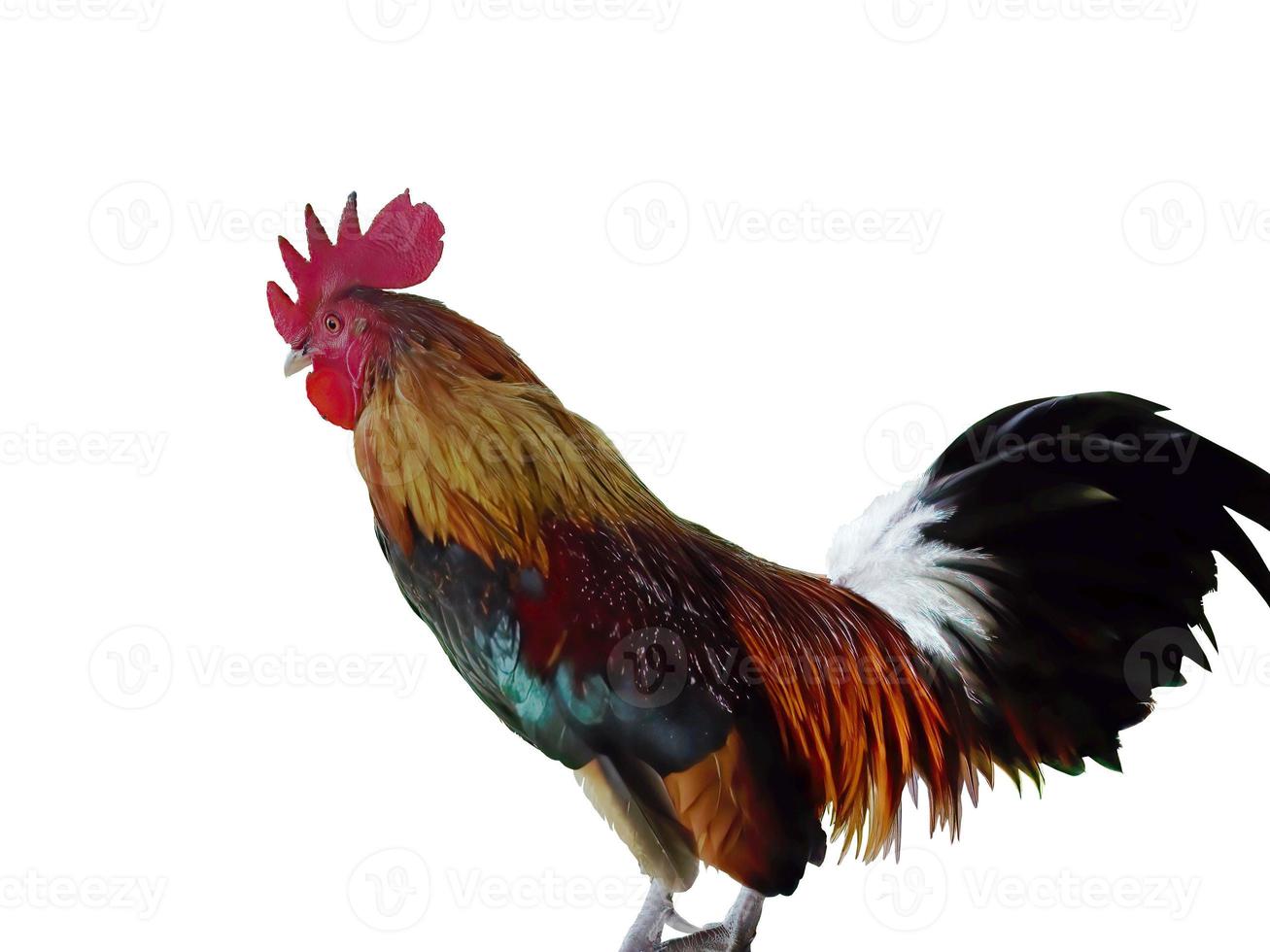 de cerca vista lateral de un vistoso masculino gallito gallo de pie, rojo, verde, blanco, marrón y negro color, blanco fondo, aislado, separar, recorte camino foto