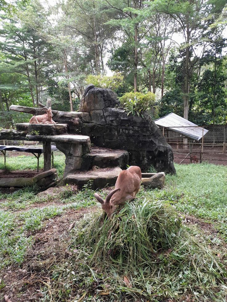 two mountain goats in a zoo photo